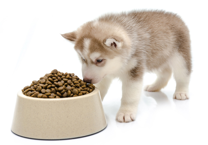 Up To 80% Off Dry food for Dogs and Puppies